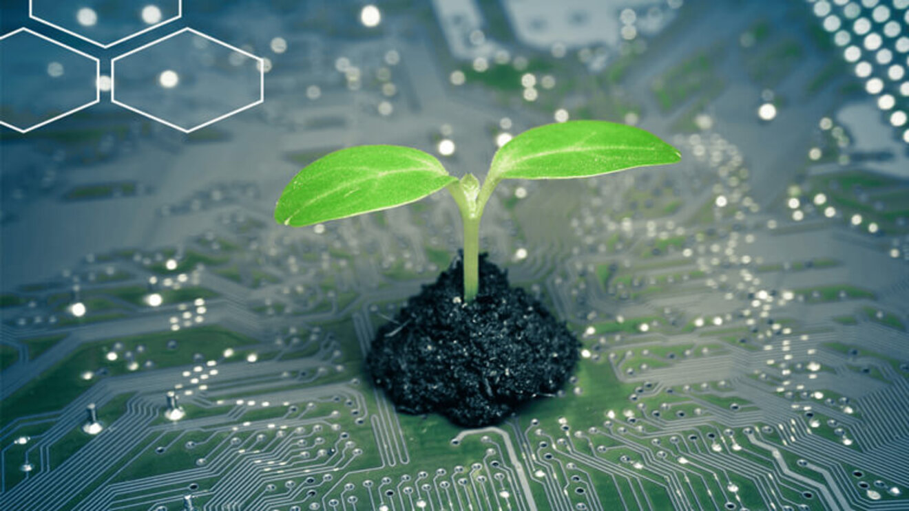 Pflanze wächst aus Boden