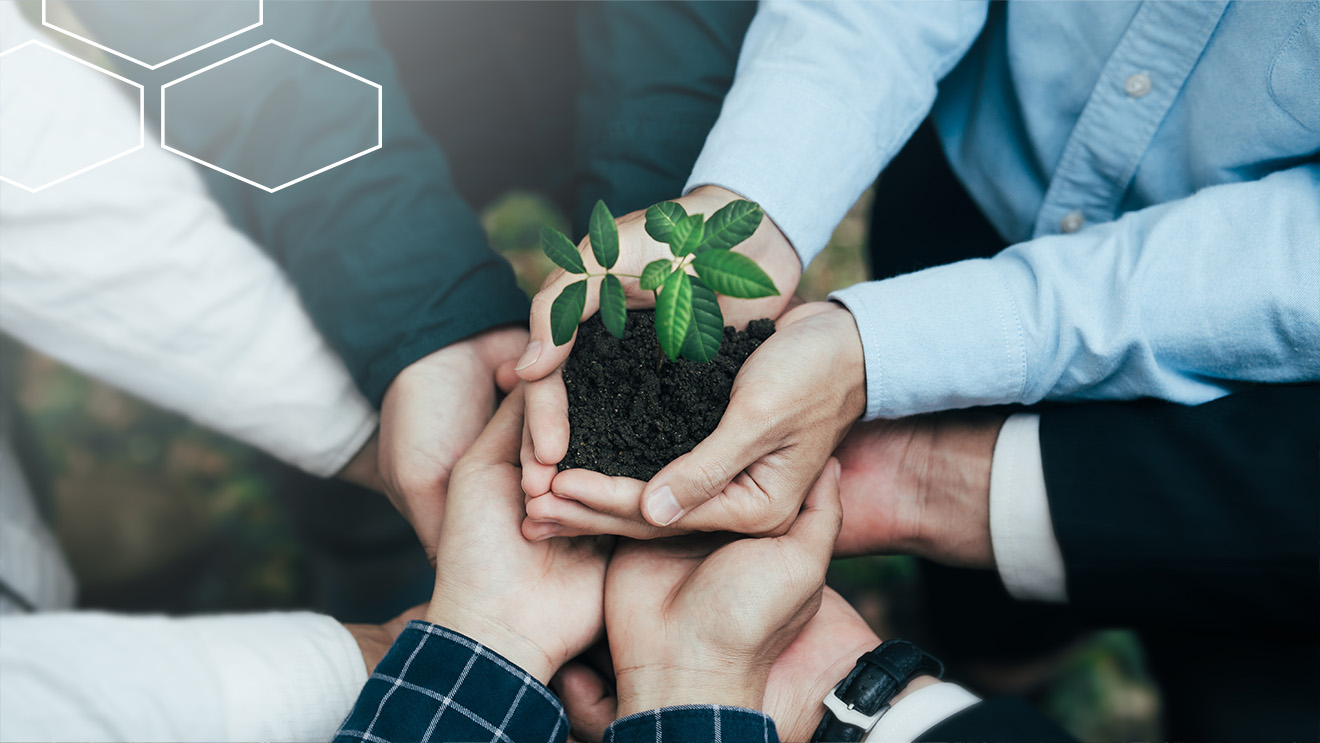 Personen halten Pflanze in Händen